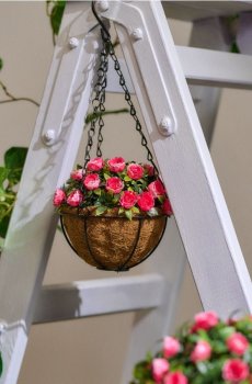 Підвісна декоративна рослина - рожевий