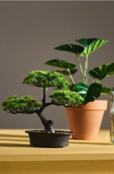 Дерево бонсай у горщику - зелений