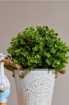 Декоративна рослина у формі кулі - зелений