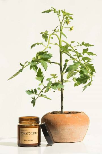 Набор ароматических свечей Really Nice Things Tomato Leaf & Oregano 2 x 100 g 2 шт Набор ароматических свечей Really Nice Things Tomato Leaf & Oregano 2 x 100 g 2 шт