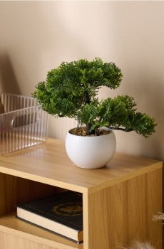 Дерево бонсай у горщику - зелений