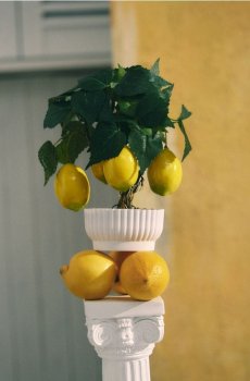 Декоративна рослина - лимонне дерево - світло-жовтий