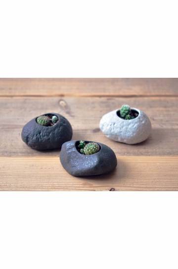 Набор для выращивания растений Noted Plants Rock - Cactus Набор для выращивания растений Noted Plants Rock - Cactus