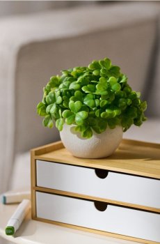 Декоративна рослина в горщику - зелений