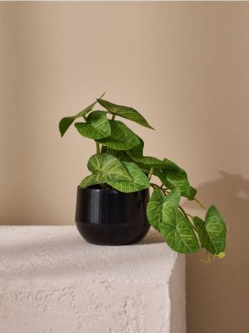 Декоративна рослина в горщику - зелений