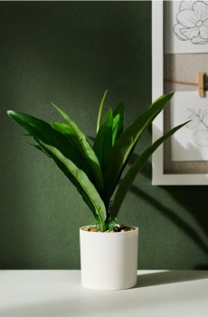 Декоративна рослина в горщику - зелений