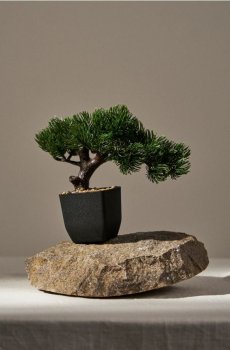 Дерево бонсай у горщику - зелений