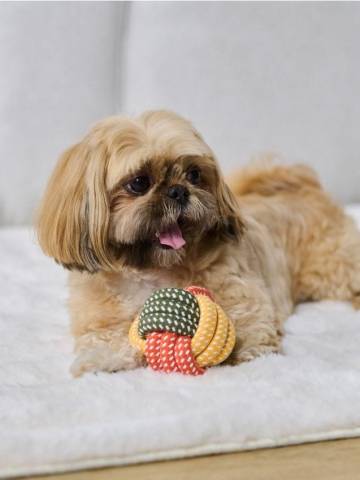 Іграшки для собак 2 шт. - різнобарвний Іграшки для собак 2 шт. - різнобарвний