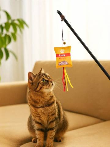 Котяча вудочка - різнобарвний Котяча вудочка - різнобарвний