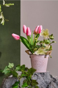 Декоративна рослина – тюльпани - рожевий