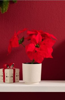 Штучна різдвяна зірка - червоний