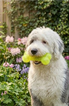 Гумова іграшка для собаки з пищалкою у формі кістки - лаймовий