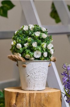 Декоративна рослина у формі кулі з квітами - білий