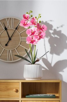 Декоративна рослина в горщику - пастельний рожевий