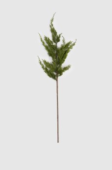 Декоративная ветвь туи