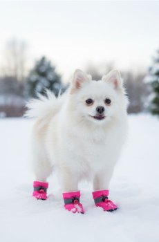 Взуття для собаки - яскраво-рожевий