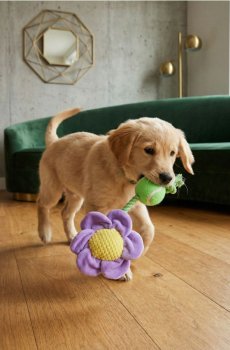 Іграшка для собаки зі свистком - різнобарвний