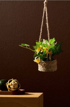 Декоративна рослина в підвісному кошику - світло-жовтий