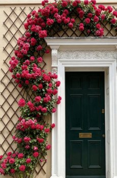 Пергола для саду для рослин-пліток - коричневувато-зелений