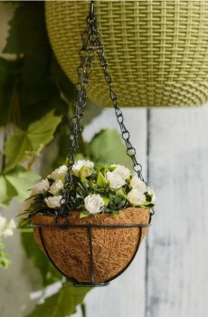 Підвісна декоративна рослина - білий