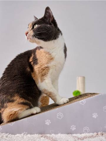 Кігтеточка для кота - other Кігтеточка для кота - other
