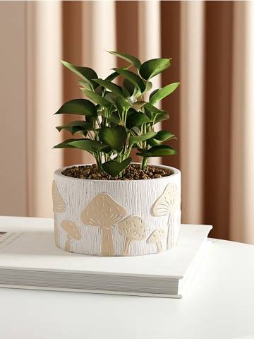 Горщик для квітів - різнобарвний