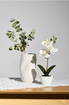 Декоративна рослина в горщику - білий