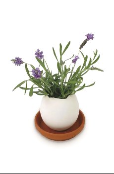 Набор для выращивания растений Noted Eggling Lavender de Provence