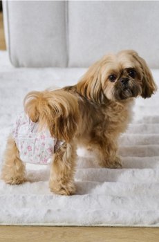 Підгузки для собак 10 pack - різнобарвний