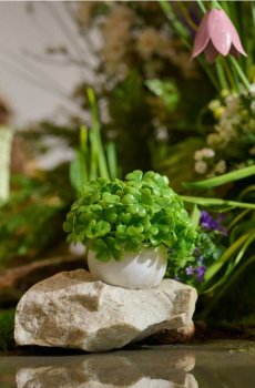 Декоративна рослина в горщику - зелений