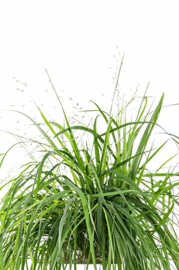 Посевной вкладыш Veritable Love Grass Посевной вкладыш Veritable Love Grass