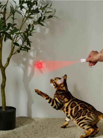 Іграшка для котів - білий Іграшка для котів - білий