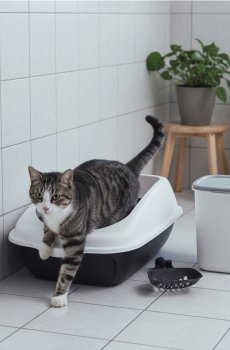 Аксесуари для домашніх тварин - чорний