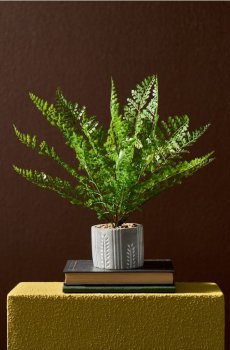 Декоративна рослина в горщику - зелений