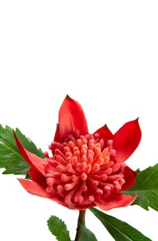 Искусственный цветок home & lifestyle