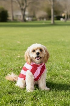 Одяг для домашнього улюбленця до Дня святого Валентина в смужку - різнобарвний