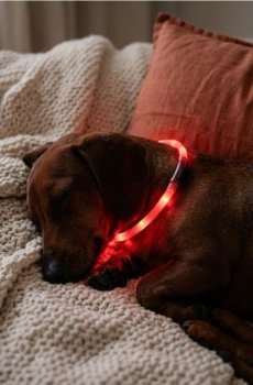 Світлодіодний нашийник для собак - червоний
