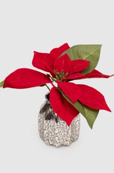 Декоративный горшок пуансетии