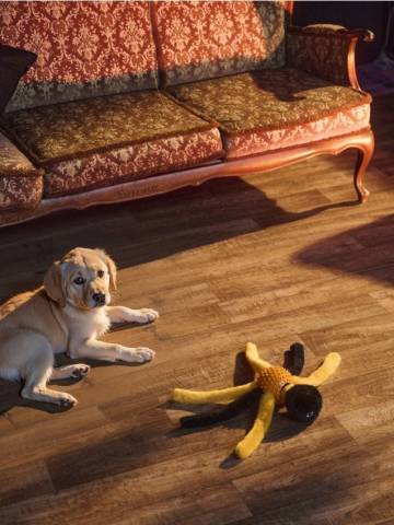 Іграшка для собак - помаранчевий Іграшка для собак - помаранчевий