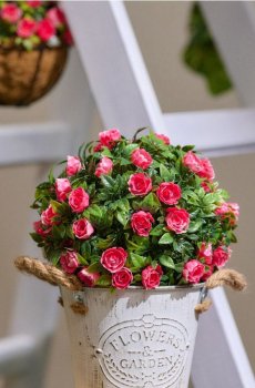 Декоративна рослина у формі кулі з квітами - рожевий