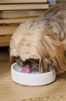 Керамічна ребриста миска для тварин - білий