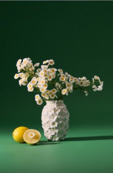 Декоративна рослина — букет ромашок - білий