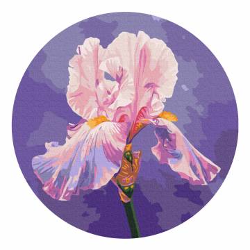 Картина за номерами Brushme Рожевий ірис (RC00078M) Картина за номерами Brushme Рожевий ірис (RC00078M)