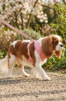 Шлейка для тварини з 3D квітковою аплікацією - рожевий