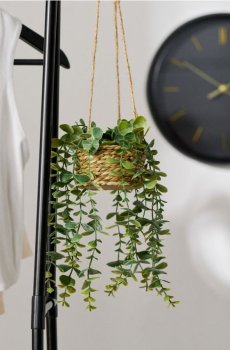 Декоративна рослина в підвісному кошику - зелений