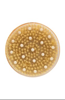 Щётка для сухого массажа Wanderflower Invigorating