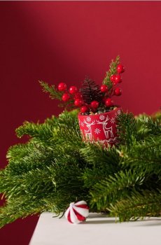 Декоративна рослина з різдвяним мотивом - червоний