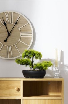 Декоративна рослина бонсай у горщику - зелений