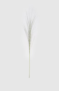 Декоративная ветвь