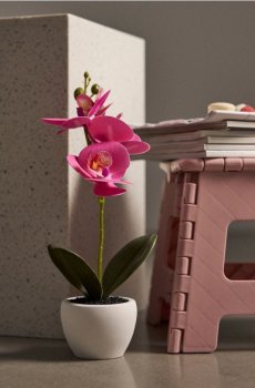 Декоративна рослина в горщику - рожевий